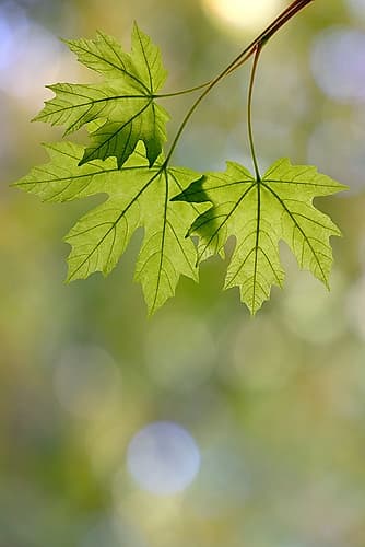 USA, Washington State, Seabeck. Close-up of bigleaf maple leaves in spring. Places Print